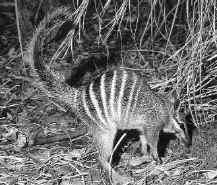 Намбат охотится на термитов