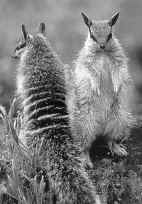 Пара молодых намбатов около гнезда