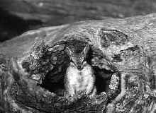 Самец намбата в гнезде