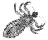 Вошь платяная