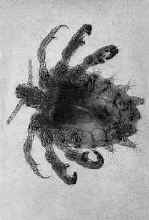 Лобковая вошь 