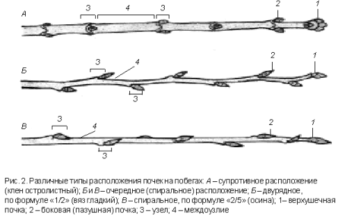 Лесной Доктор Определитель деревьев Черёмуха Маака - Padus maackii (Rupr.) Kom.