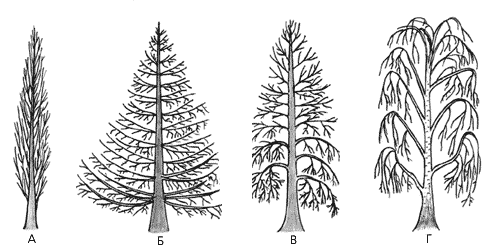 Различные формы кроны у листопадных деревьев