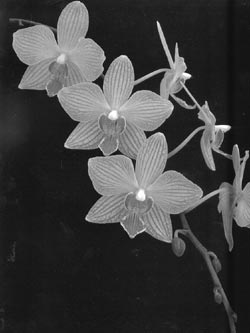 Фаленопсис (Phalaenopsis)