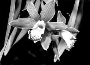 Цимбидиум (Cymbidium cultum)