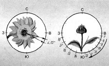 Рис. 28. Гелиотропизм подсолнечника