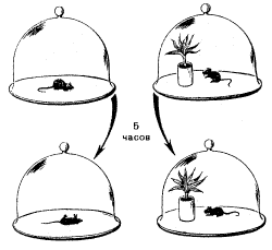 Рис. 1. Опыт Пристли с мышами