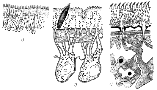 Рис. 3. Тегумент плательминт: а – турбеллярий; б – трематод; в – цестод