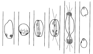 Рис. 5. Митоз гриба Fusarium oxysporum