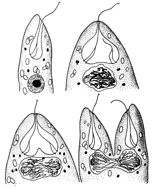 Рис. 6. Митоз эвглены