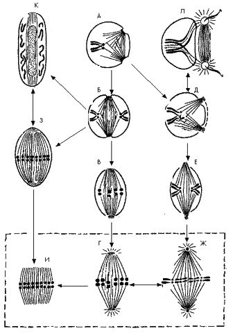 Рис. 7. Эволюция митоза