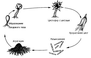 Рис. 9. Цикл развития миксобактерий