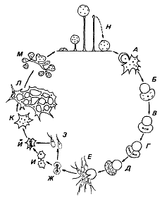 Рис. 10. Цикл развития миксомицетов