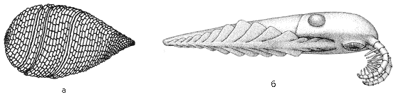 Рис. 15. Типы, впоследствии не встречающиеся: а – геликоплакус; б – аномалокис