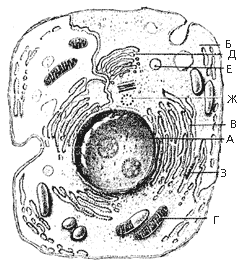 Рис. 6