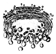 Рис. 12