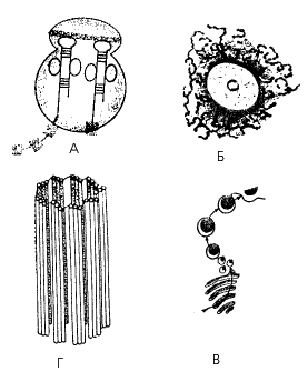 Рис. 20