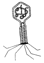 Рис. 43