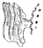 Рис. 15