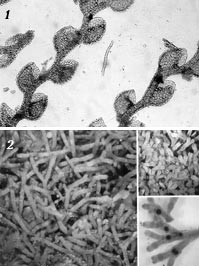 Представители юнгерманниевых печеночников: 1 – Lejeunea ulicina, 2 – Riccia fluitans