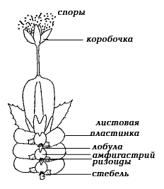 Строение печеночных мхов