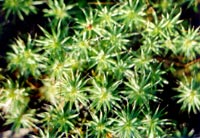 Мох песчаных пустошей и сухих сосняков Polytrichum piliferum