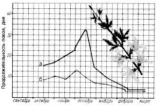 Рис. 45. Продолжительность зимнего покоя листовых (а) и цветочных (б) почек форзиции пониклой