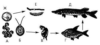 Рис. 76