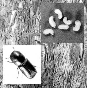Короед-типограф, его личинки и ходы в древесине