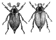 Майский жук (самец и самка)