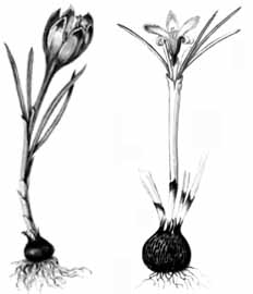 Шафран Гейфеля (Crocus heuffelianus), шафран суизианский (C. suisianus).