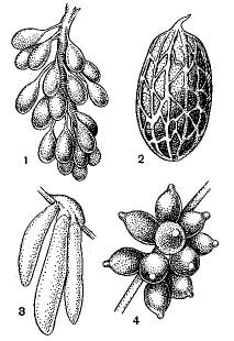 Яйца головоногих моллюсков: 1 — Eledone; 2 — Cirroctopus; 3 — Loligo; 4 — Sepia