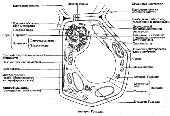 Рис. 2. Схема строения растительной клетки