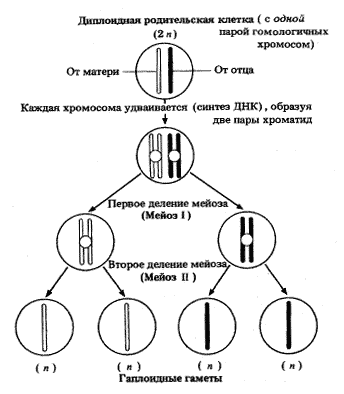 Рис.17. Схема основных этапов мейоза