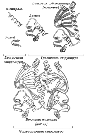 Рис. 11. Пространственная структура белка 