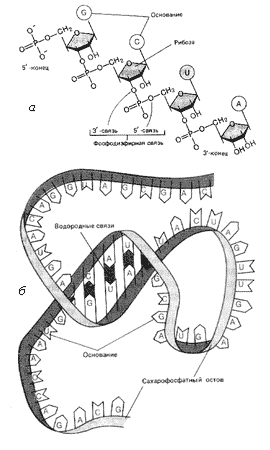 Рис. 13. Структурная схема РНК: а – сахарофосфатный остов; б – одиночная цепь