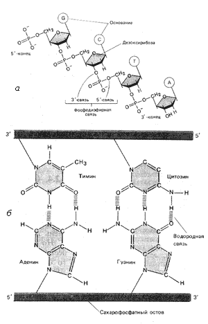 Рис. 14. Структурная схема ДНК