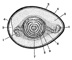 Строение яйца птицы
