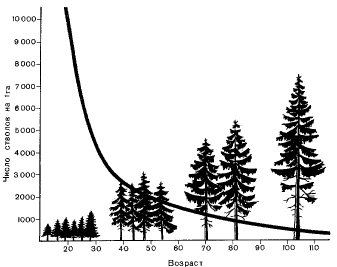 Рис. 26. Изменения возрастной структуры популяции ели в ходе внутривидовой борьбы за существование