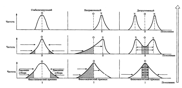 Рис. 29. Три типа отбора, действующего в популяциях