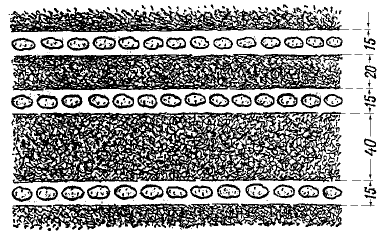 Рассмотрите рисунок на котором схематично изображен один из способов разведения картофеля
