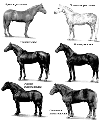 У животных порода у растений. Различные породы лошадей. Лошади разных пород с названиями. Селекция лошадей. Примеры пород лошадей.
