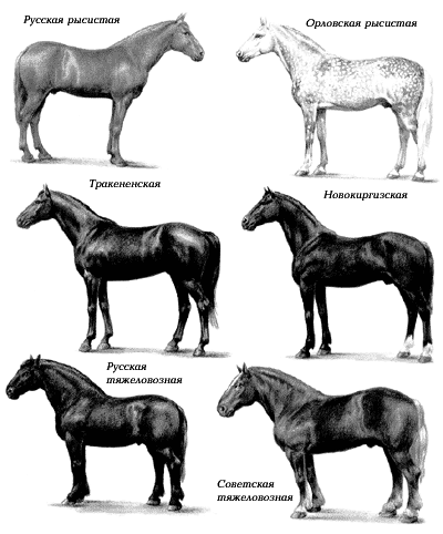 Приведены порода. Наследственная изменчивость лошади. Породы одомашненных лошадей. Породы лошадей с фотографиями. Породы лошадей схема.