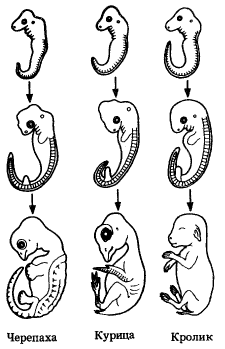 Рис. 25. Сравнение стадий эмбрионального развития на примере представителей трех классов позвоночных