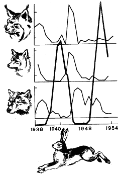 Рис. 27. Сопряженная динамика численности популяций зайца-беляка и рыси в результате межвидовой борьбы за существование