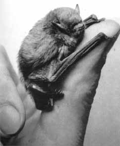 Нетопырь-карлик (Pipistrellus pipistrellus)