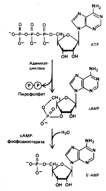 Рис. 1. Синтез и расщепление цАМФ