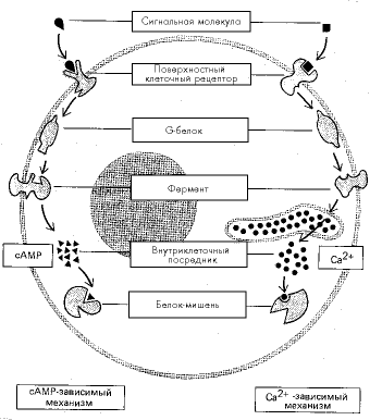Рис. 2. Главные механизмы образования внутриклеточных мессенджеров
