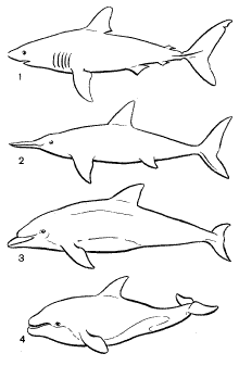 Рис. 33. Конвергентное развитие формы тела и плавников у акулы (1), ихтиозавра (2) и дельфинов (3, 4)