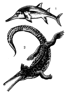 Рис. 36. Морские ящеры мезозоя: 1 – ихтиозавр; 2 – мезозавр